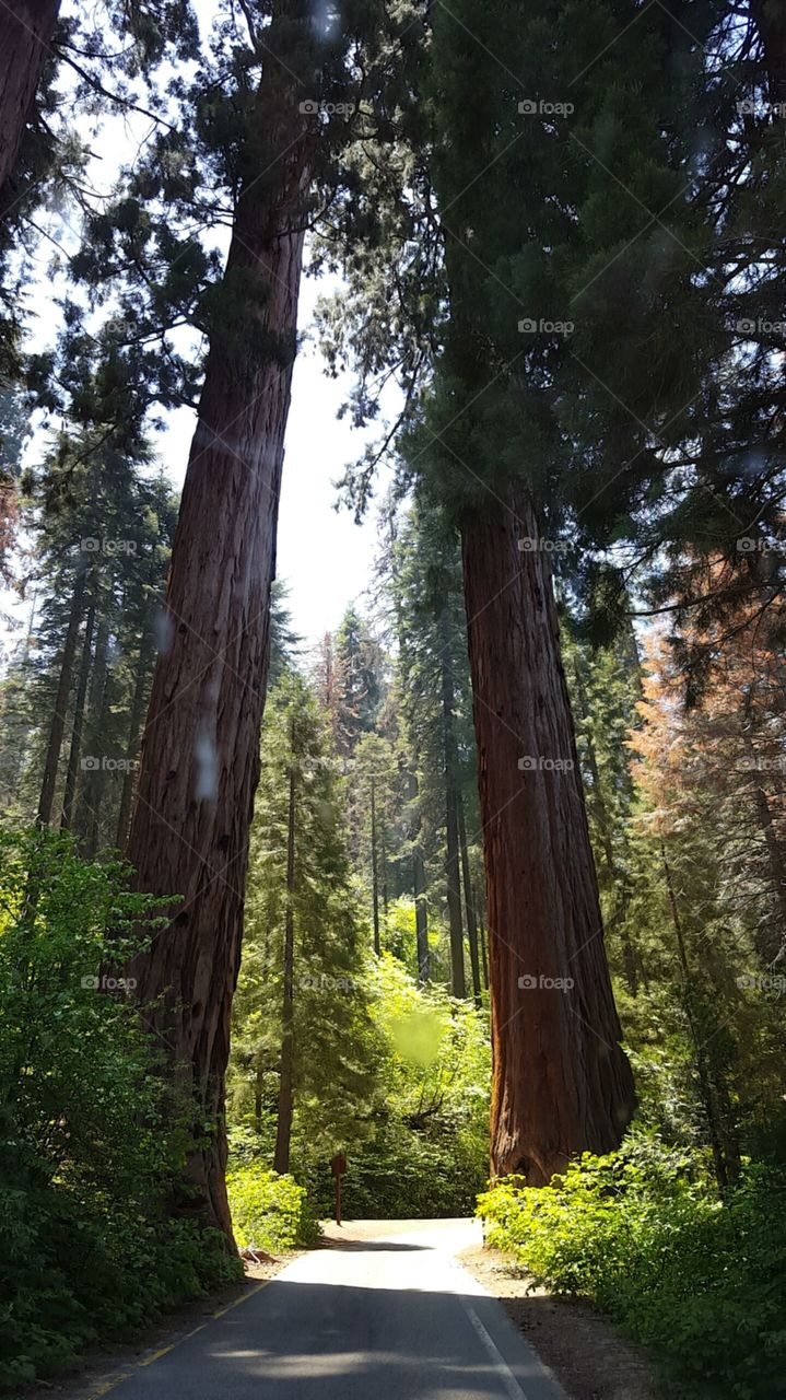 Sequoia National Park in the summer