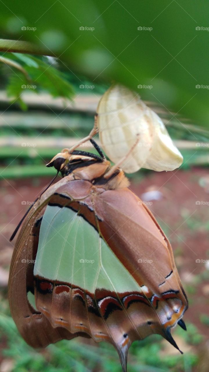 The butterfly that is still perched on the cocoon