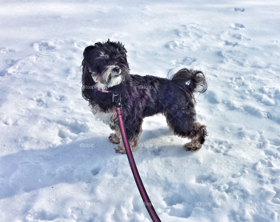 Cute Dog in Snow