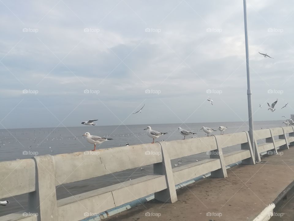 Swiftlet Gull migrated annually