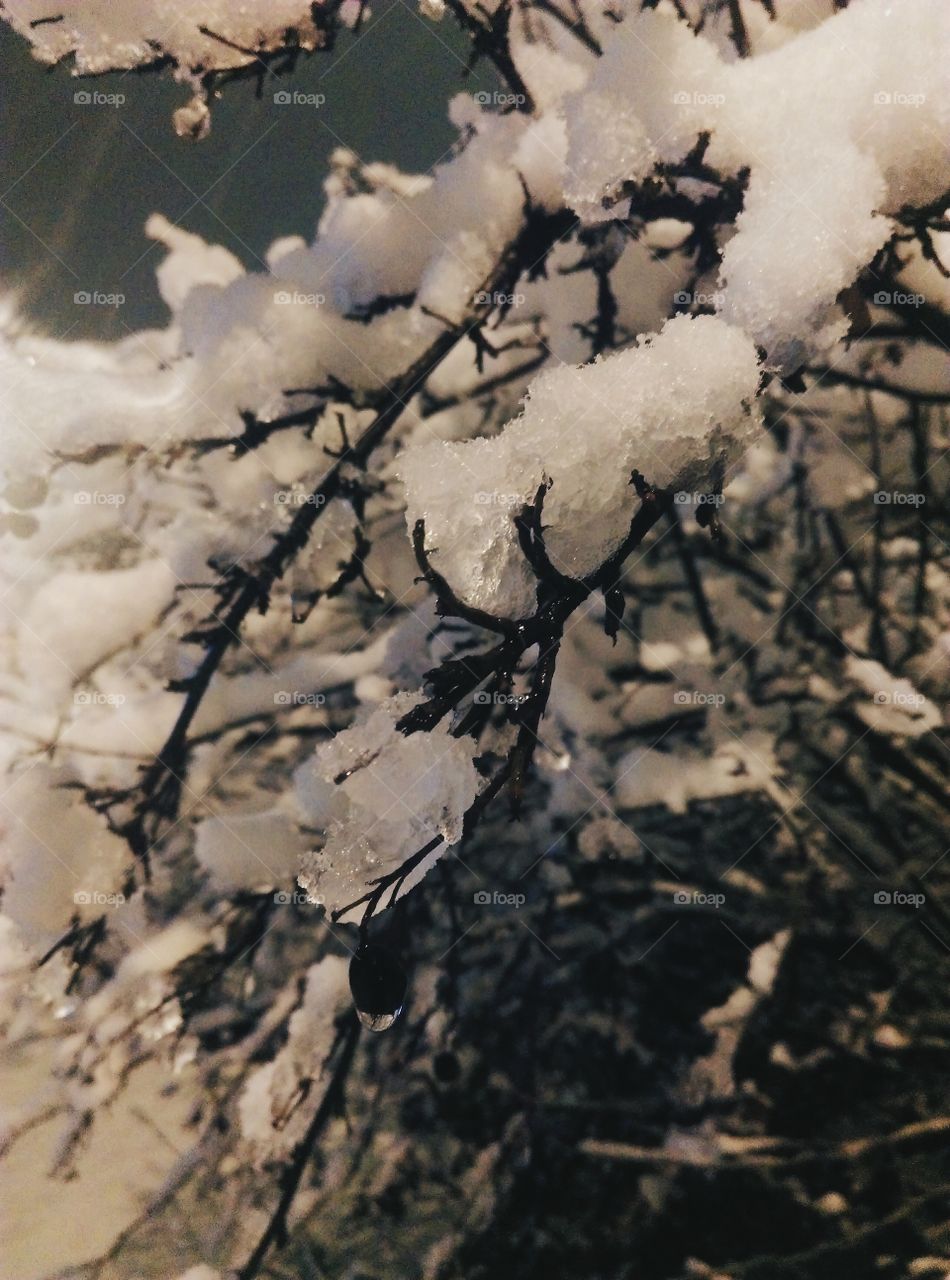 Branches in snow