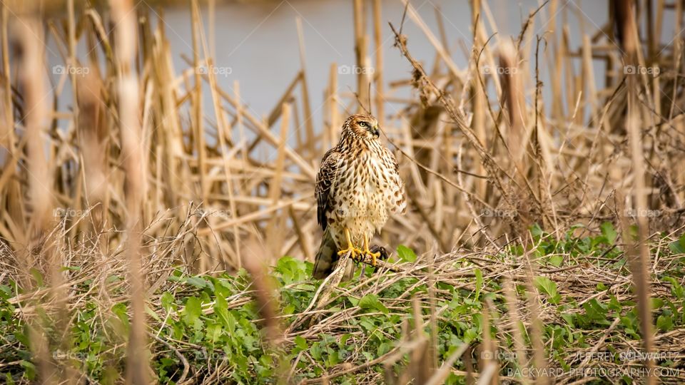 Hawk perching on twig