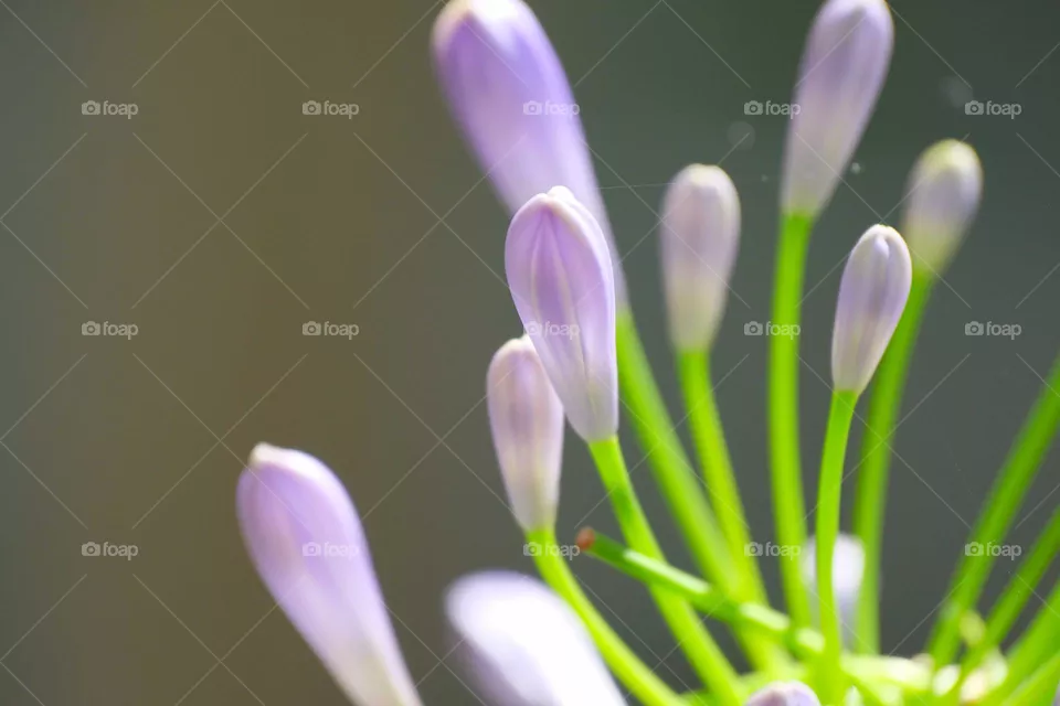 a little pink flowers