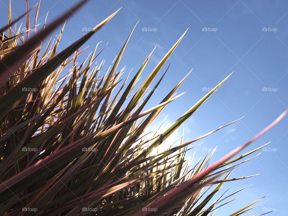 Beautiful leaves with blue sky background