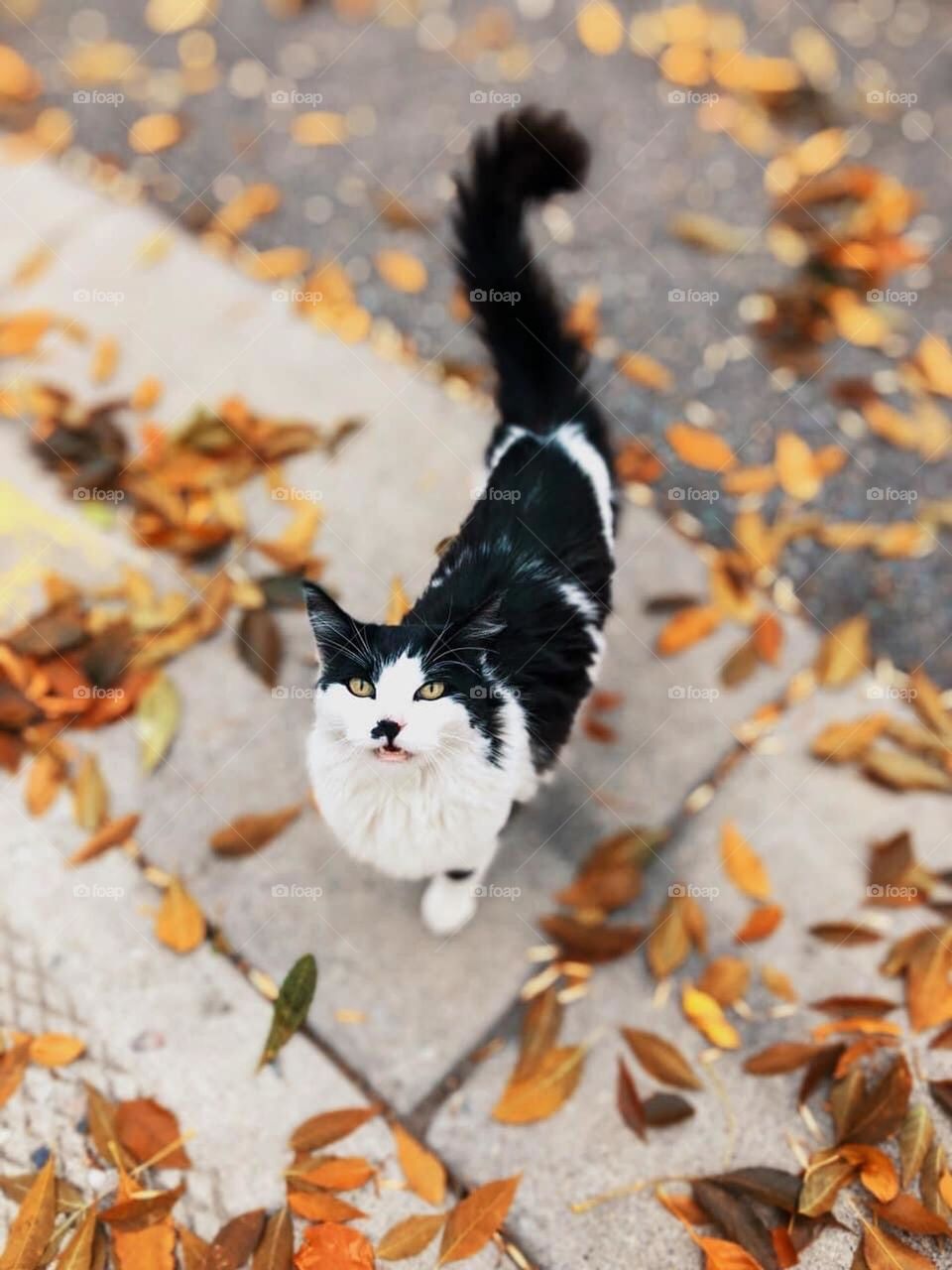 Lovely neighborhood cat 