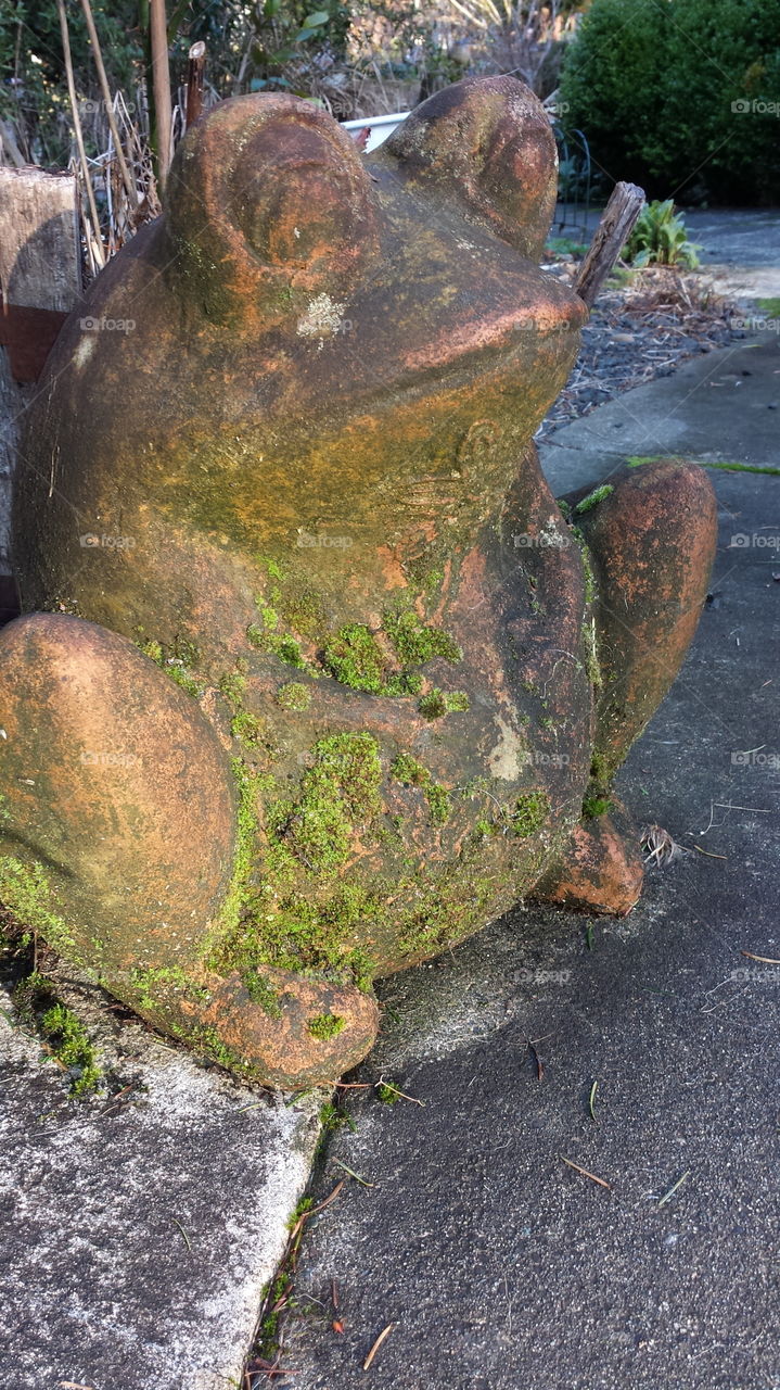 moss covered froggie