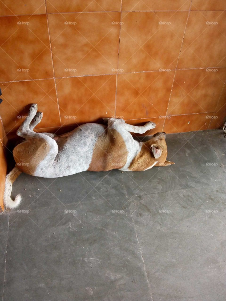 The dog lying on the wall lying on the legs.