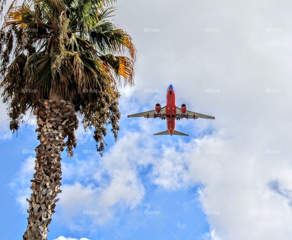 airplane palm tree coming in for a landing in the blue cloudy skies