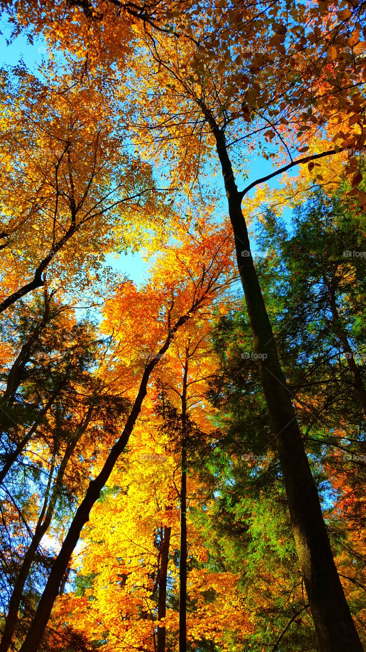 Low angle view of silhouetted trees in autumn