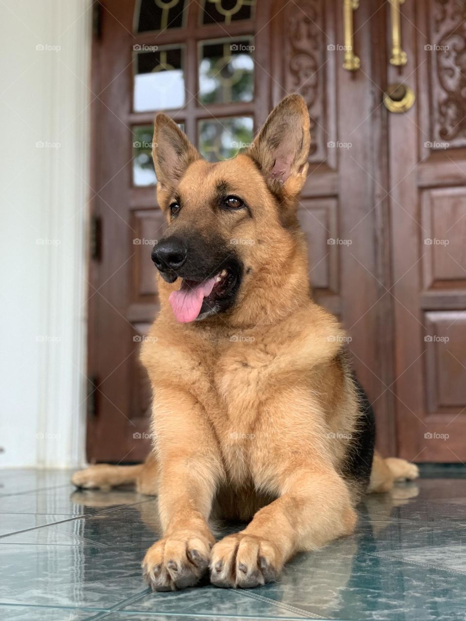 Call me Queen of dogs no.3