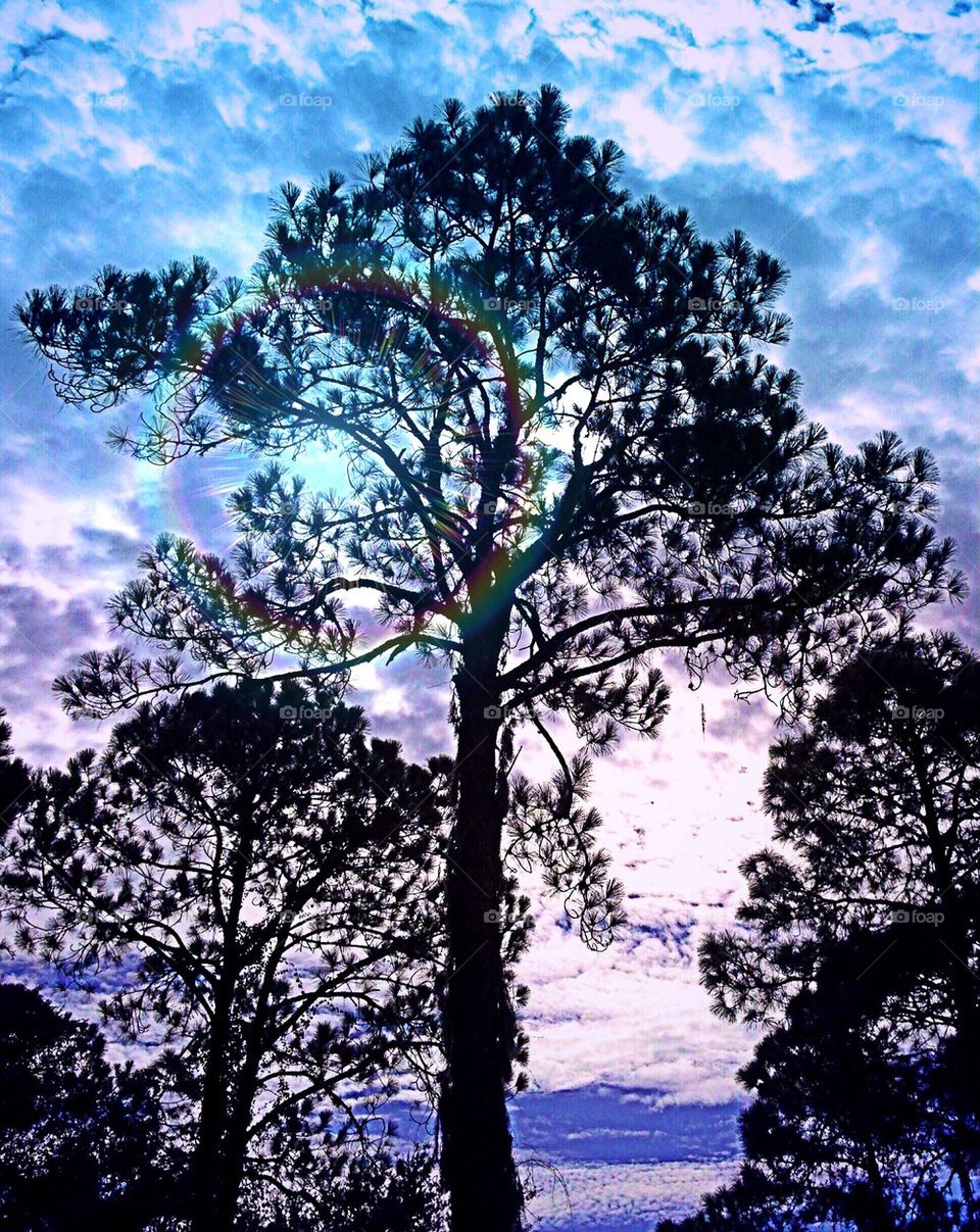 Sunlight through pine trees