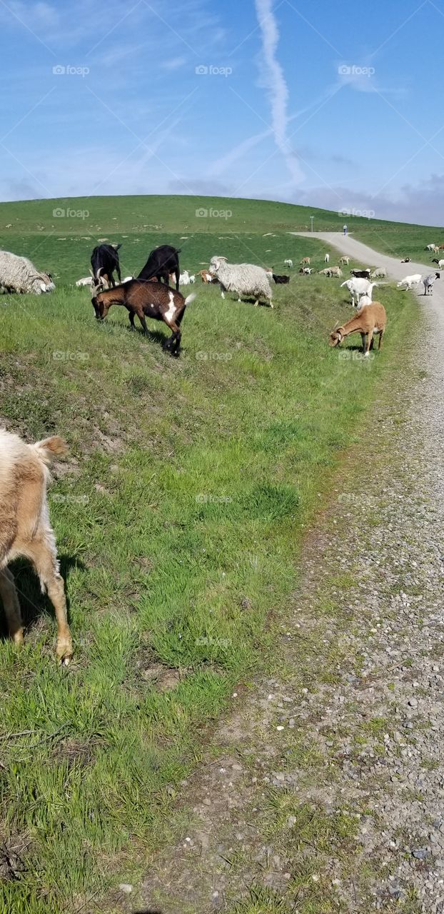 goats on the trail grazing