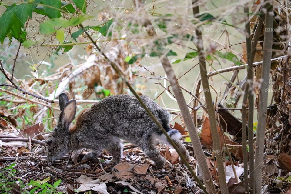 A wild rabbit in a wooded part of the city of Madrid