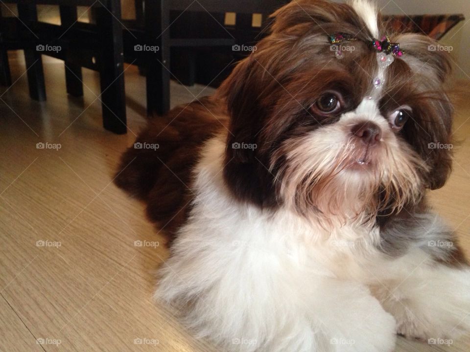 Cute shih tzu. Mary Jane, shih tzu, 4  months old