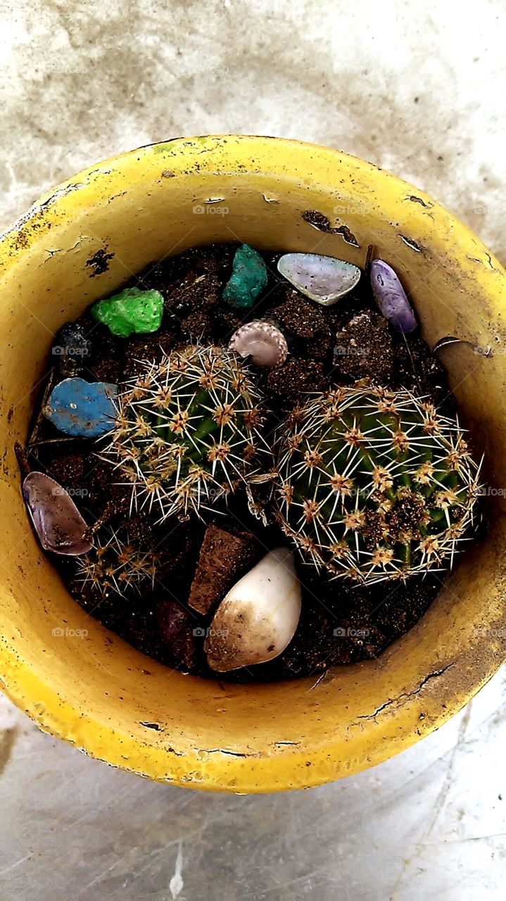 Cute Cacti