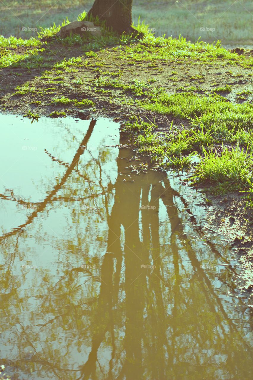 Reflection of Tree in Puddle 