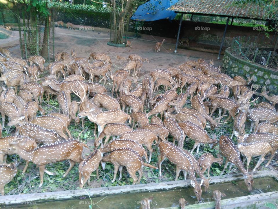 image of spoted deer.