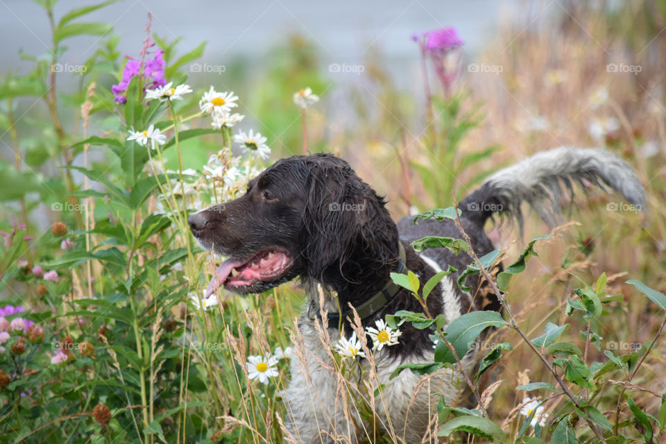 A dog in the flower field after playing in the mud