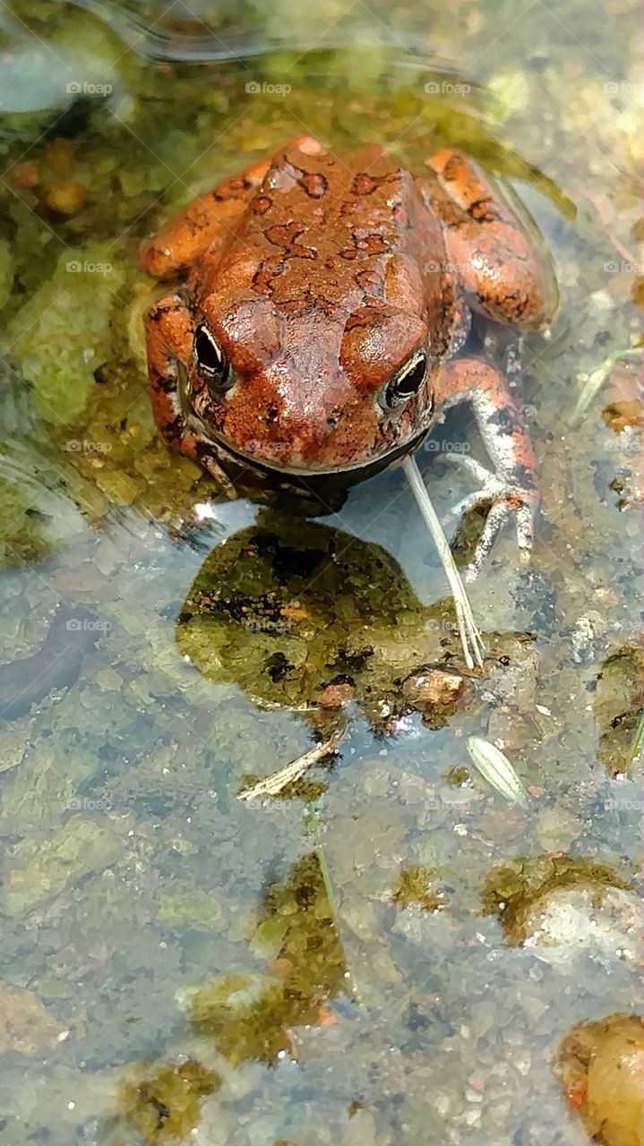 frog