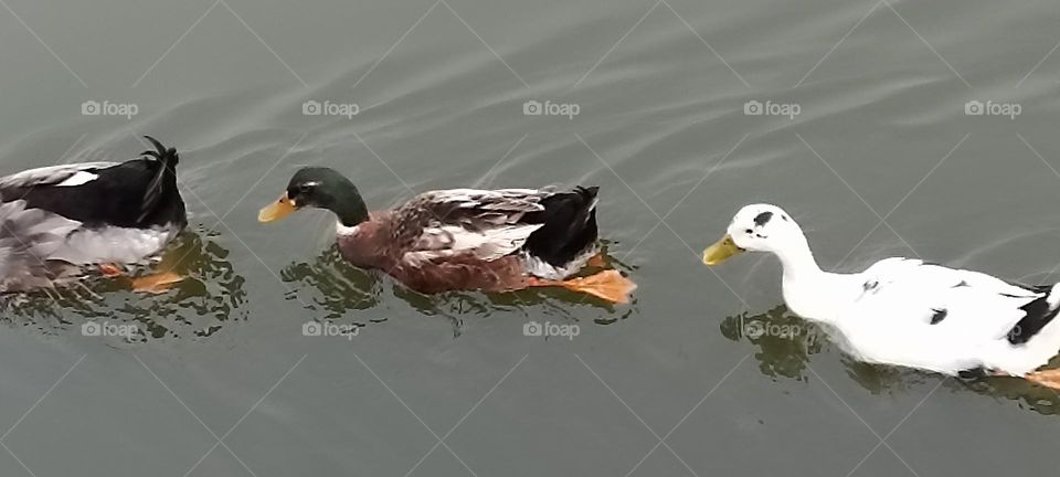 flapping there's web like feet small in size orange in colour to move forward and backward compatibility.