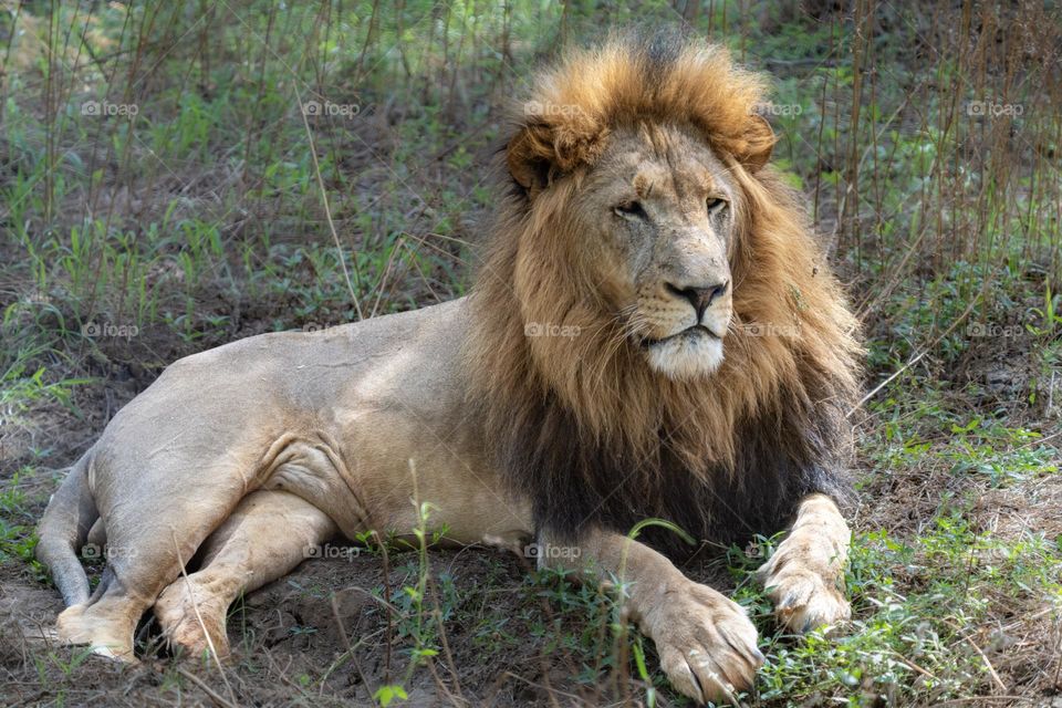 Lounging Lion - When they are not doing the flesh off of other animals or choking them, lions are very sedentary, conserving their energy.