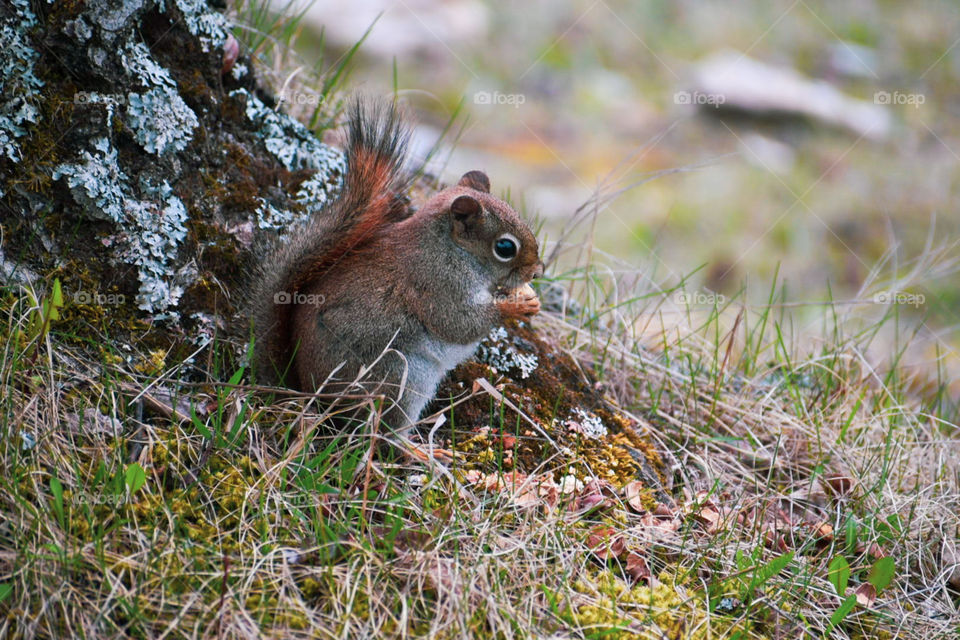 Our daily dose of squirrels enjoying her morning snack. Living in the province gave us the privilege to see these cute fur babies. 