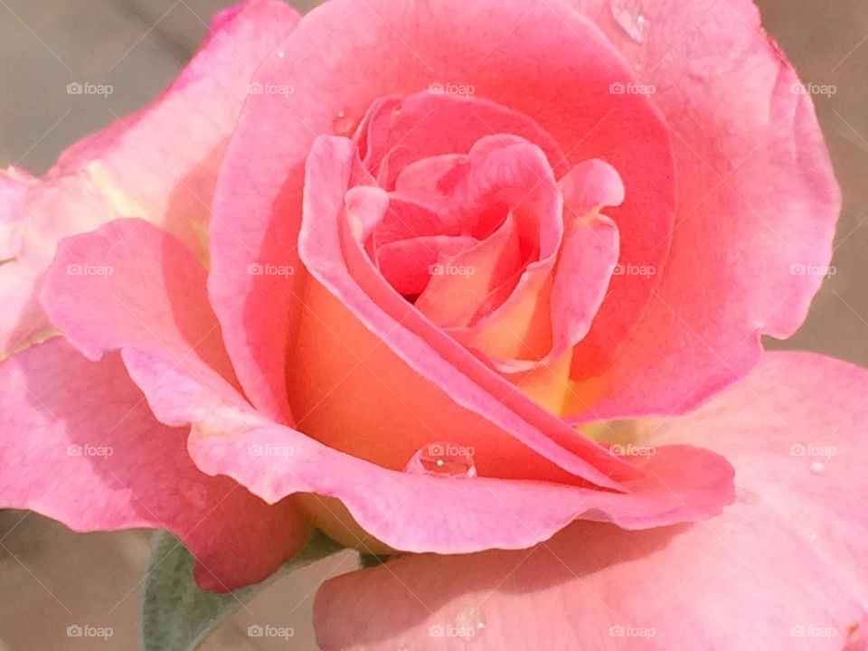 Pink Rose