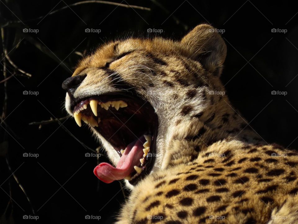 Cheetah roaring 