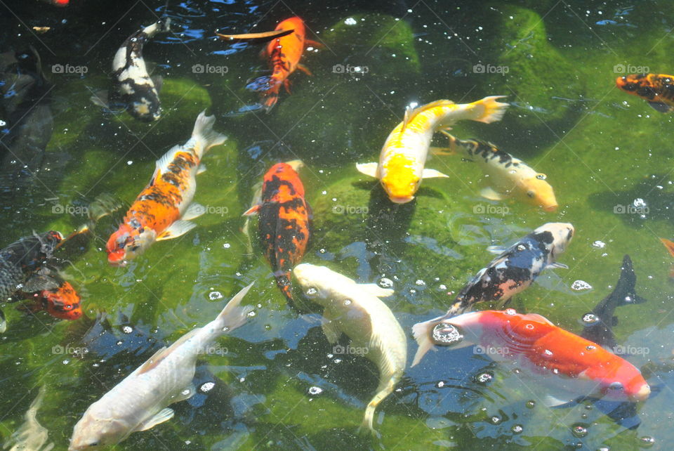 my koi pond