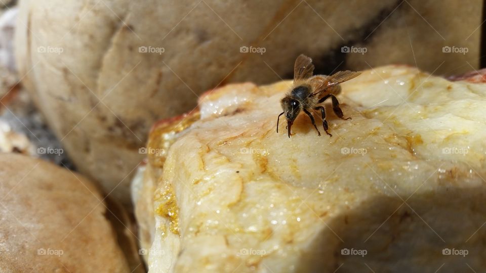 Honeybee lapping up water from surface of a rock.