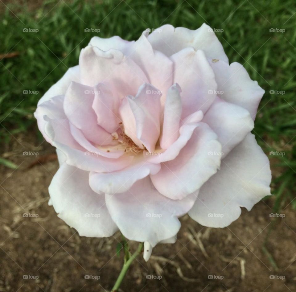 🌹 🇺🇸 Very beautiful flowers to brighten our day.  Live nature and its beauty. Did you like the delicate petals? / 🇧🇷 Flores muito bonitas para alegrar nosso dia. Viva a natureza e sua beleza. Gostaram das pétalas delicadas? 