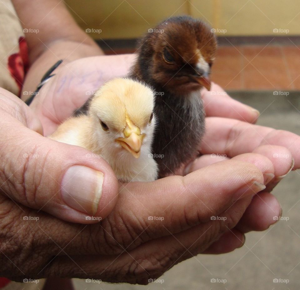 Easter chicks