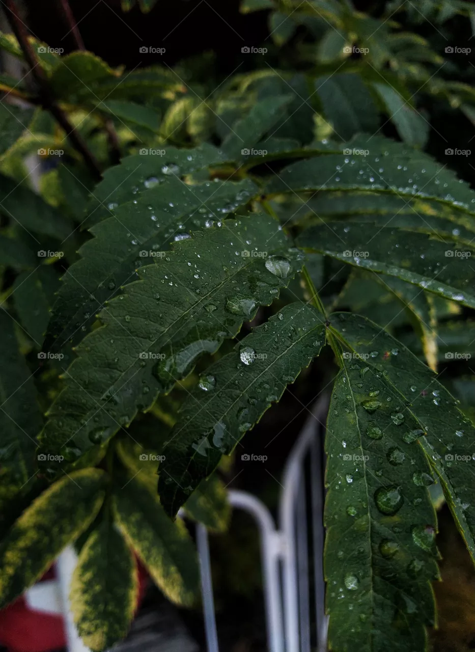 leaves. rainy weather. green.