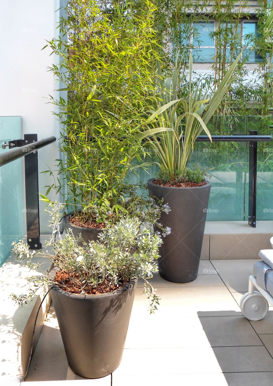 House plant collection