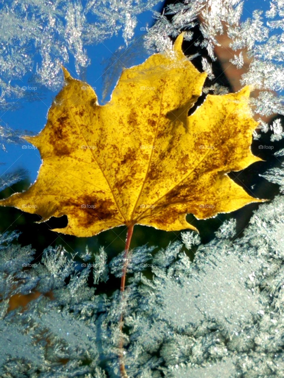 frosty leaf