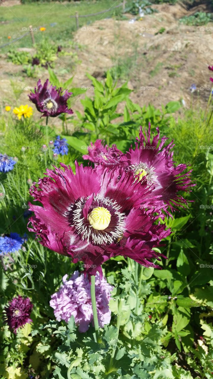 Purle poppies in the garden
