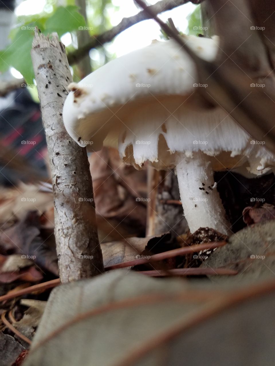 mushroom lifting through the leaves.