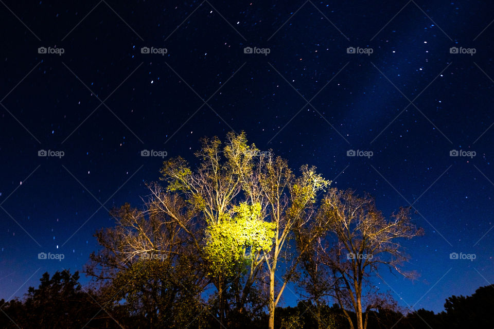 A flashlight lights trees at night in front of starry sky