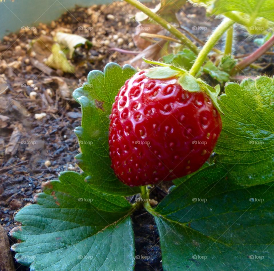A ripe strawberry in my backyard garden
