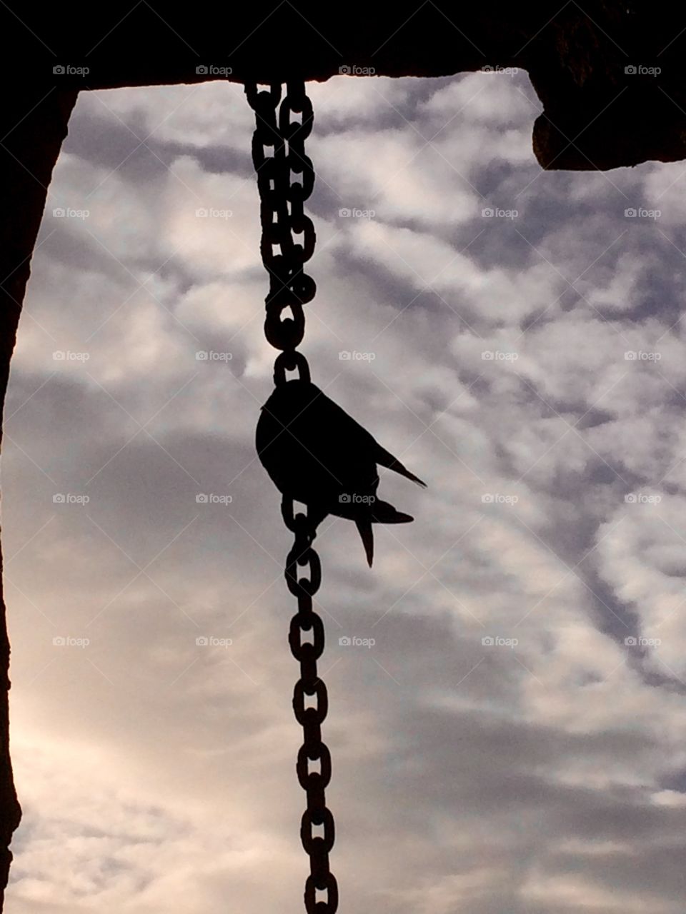 French skies - pigeon resting on a chain against a gorgeous sunset. Bird Silhouetted against the sky. 