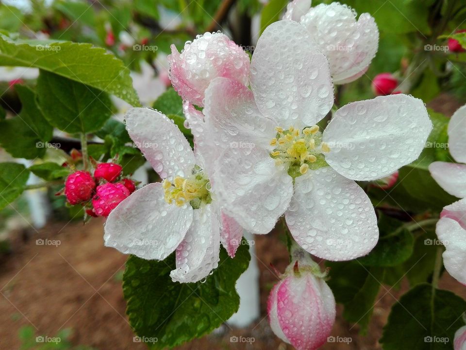 Apple flower covered by raindrops
