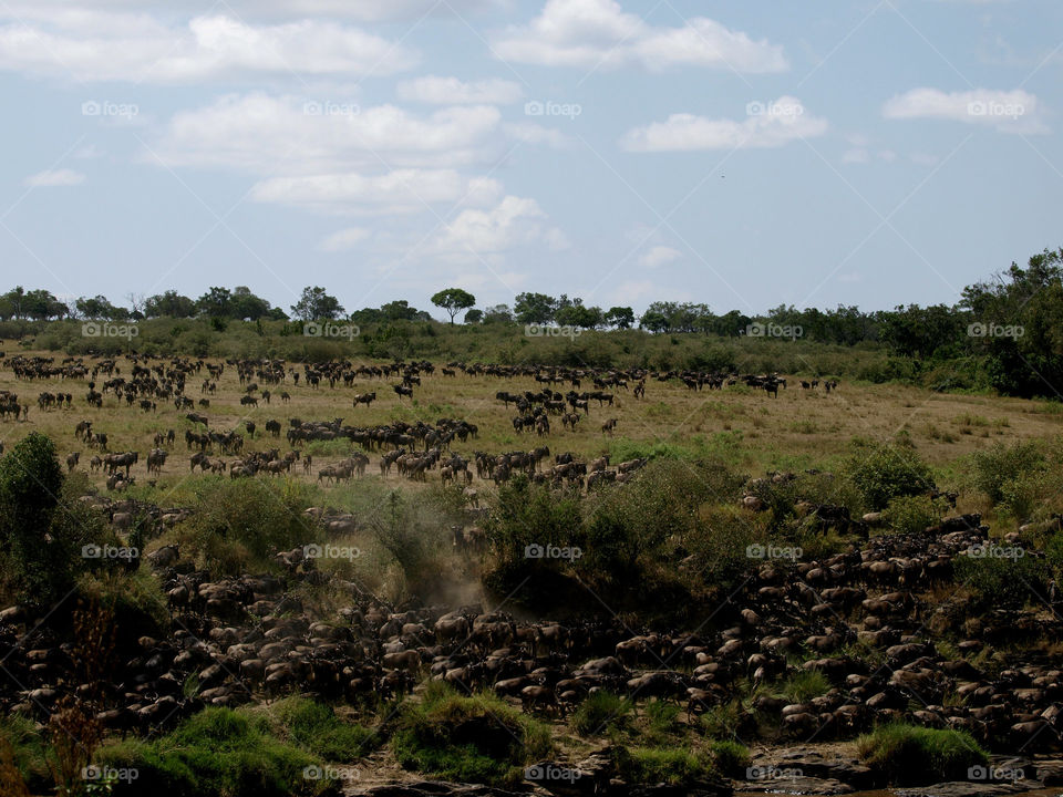 Wildebeest migration