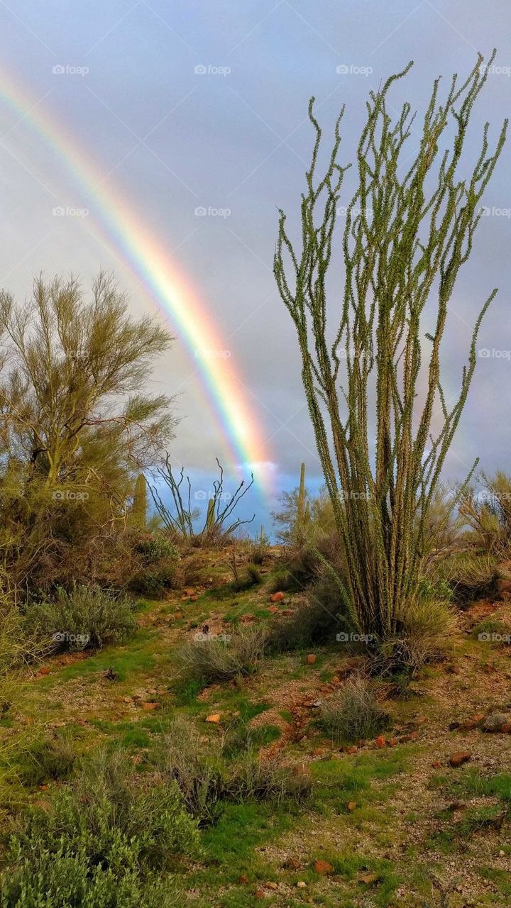 Spectacular rainbow graces the Arizona desert.
