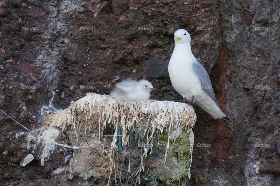 Black-legged kittiwake