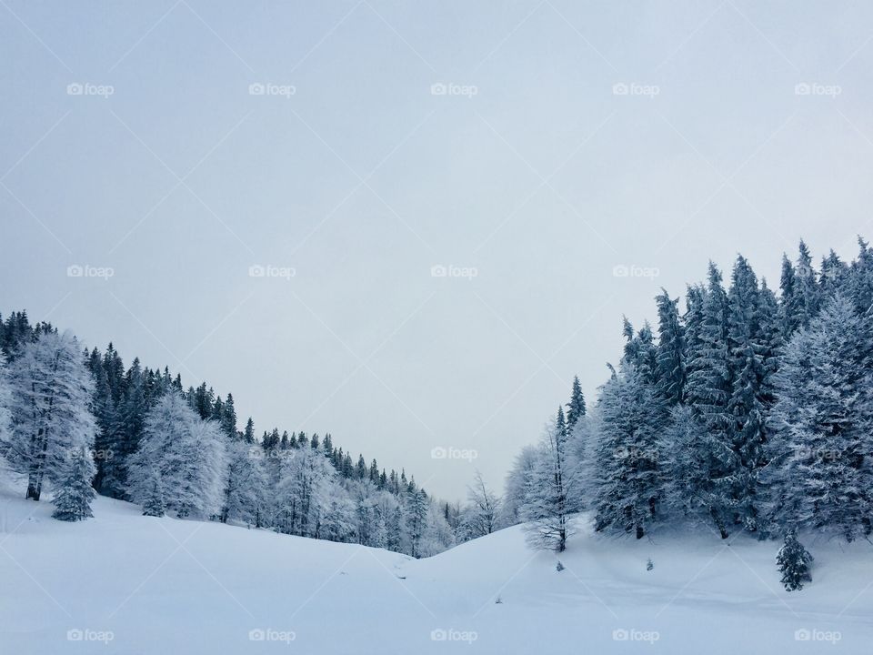 Minimalistic view of forest covered in snow