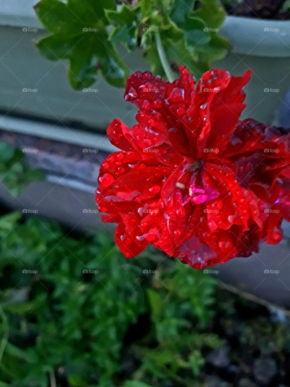 red geranium in the evening