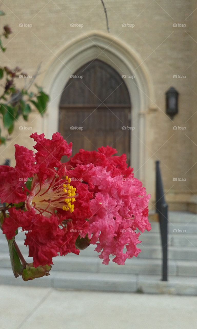 delicate flower macro in front of beautiful large church doors!