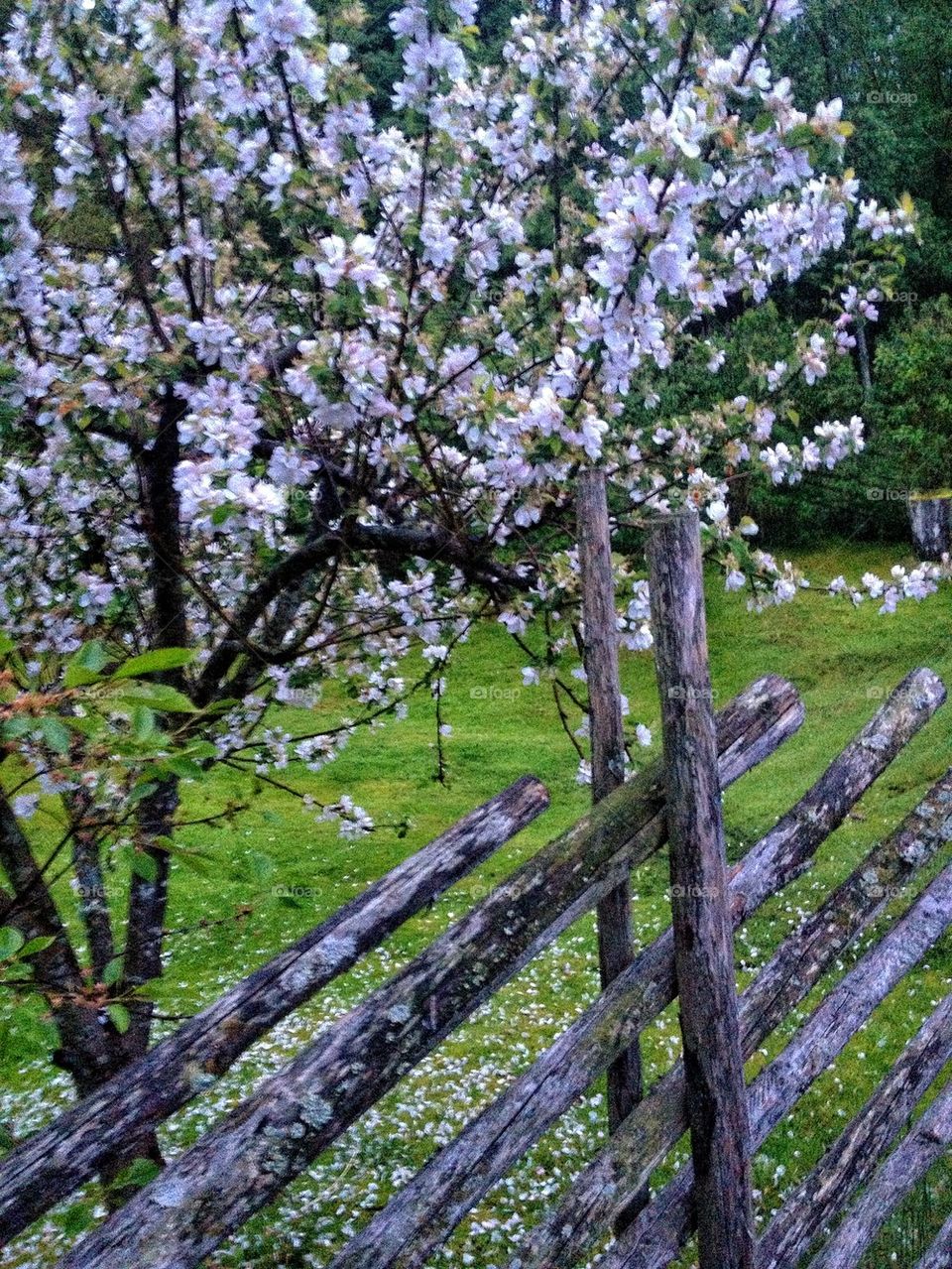Blooming apple tree and wooden fence