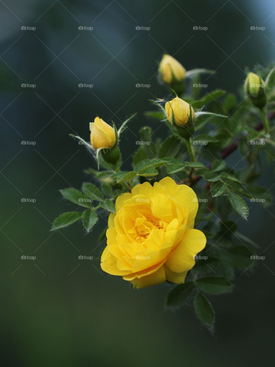 Yellow flowers 