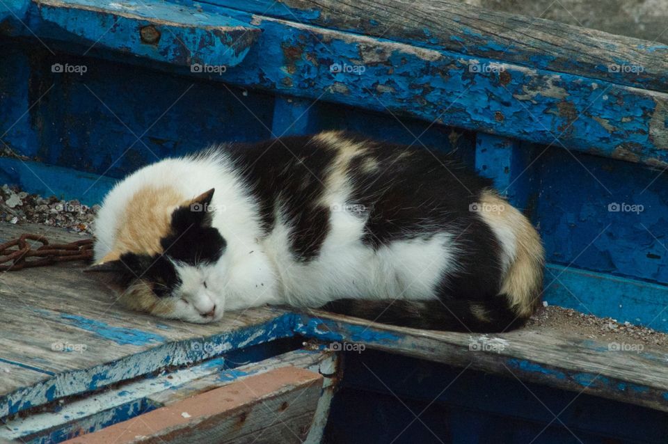 Sleeping cat in Essaouria. This cat was asleep in a fishing boat on the coast of Morocco